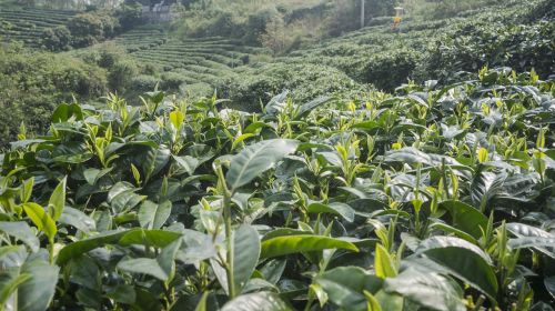 spring alpine tea garden