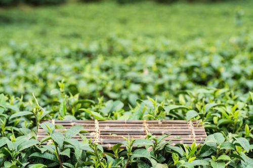 spring alpine tea garden