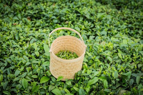 spring alpine tea garden