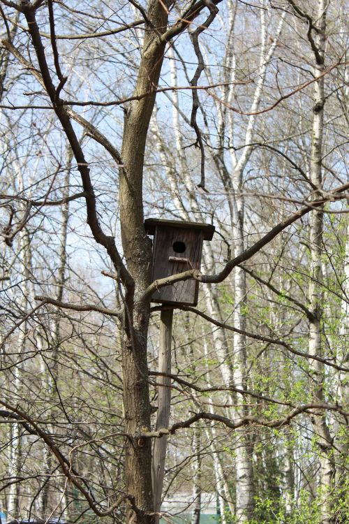 spring birdhouse nature