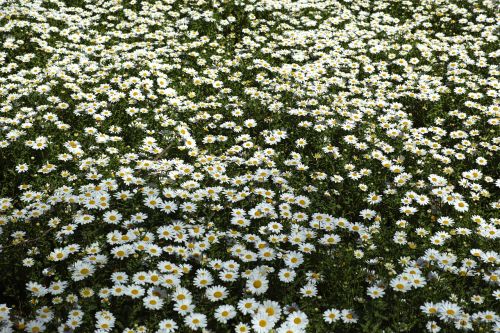 spring daisy garden