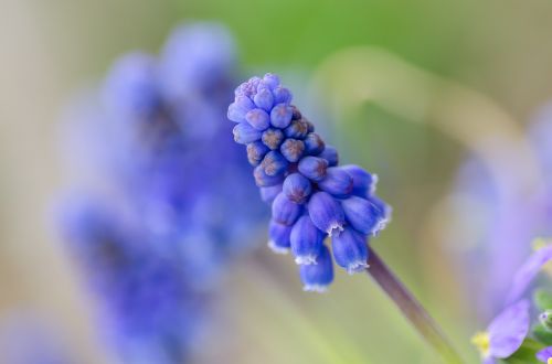 spring nature flower