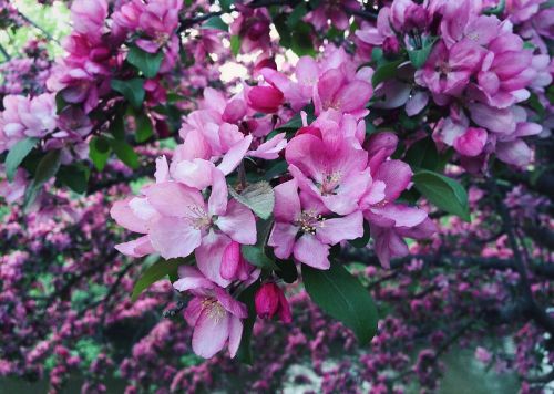 spring bloom flower