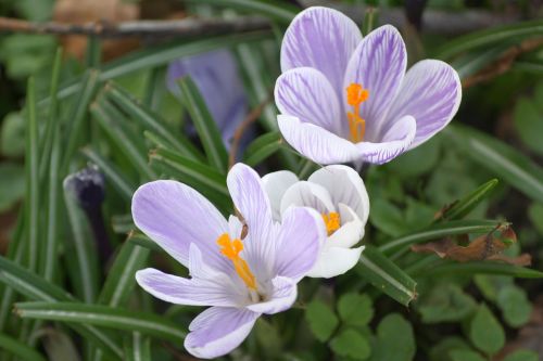 spring walk in the park crocus