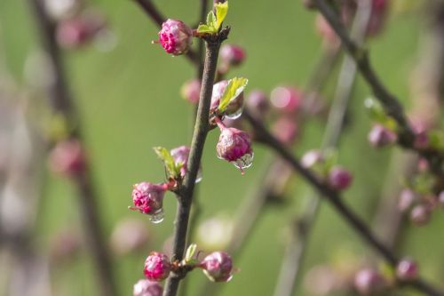 spring dewdrop tonsil