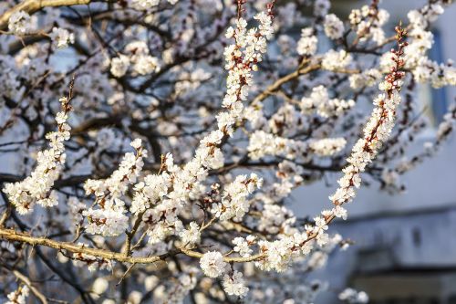 spring flowers color apricot