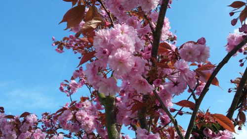 spring blossom pin