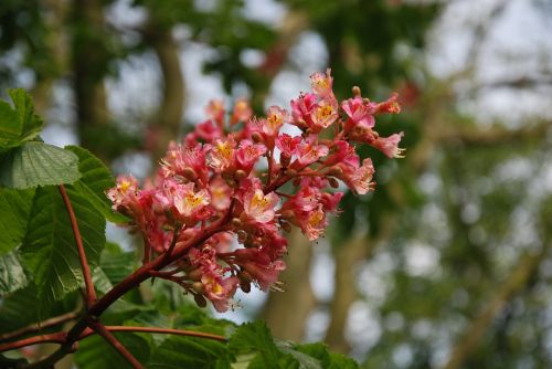 spring flowering horse chestnut