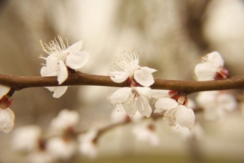 spring flower pink