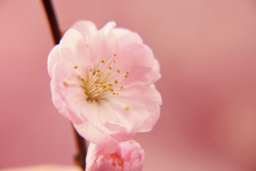 spring flower pink