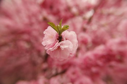 spring flower pink