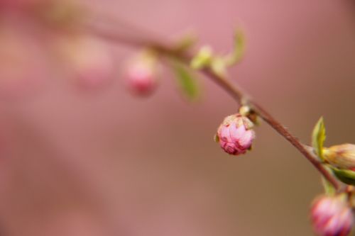 spring flower pink