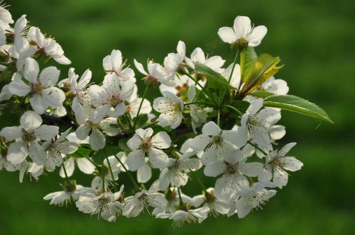 spring blossom nature