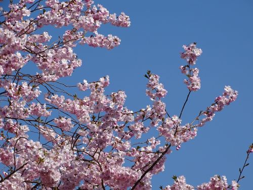 spring nature flowers