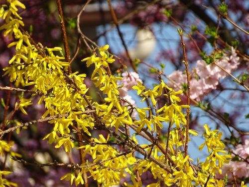 spring nature flowers