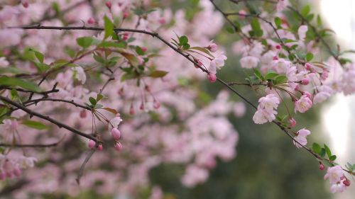 spring flower open