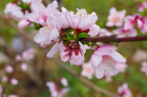 spring flower pink