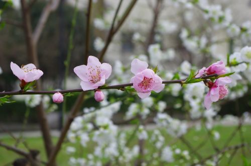 spring flower pink