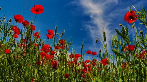 spring poppy mohngewaechs