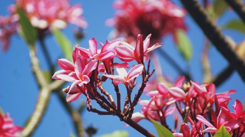 spring pink floral