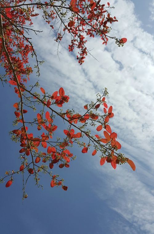 spring red leaves early in the morning