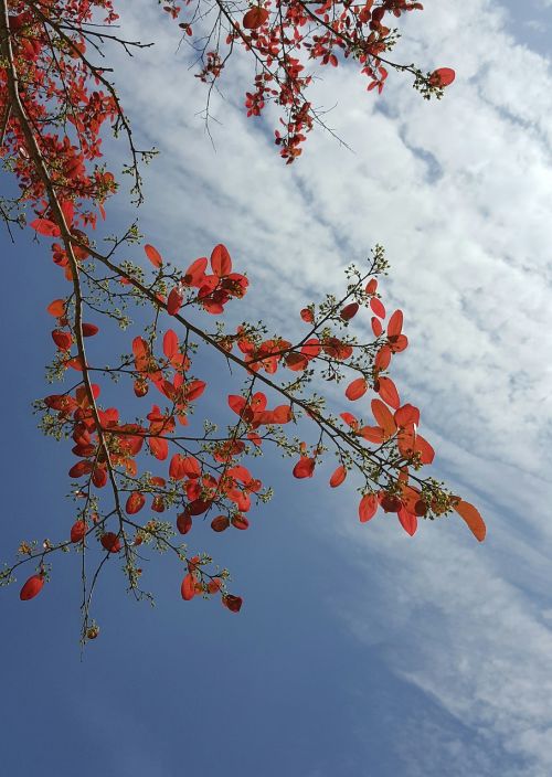 spring red leaves early in the morning