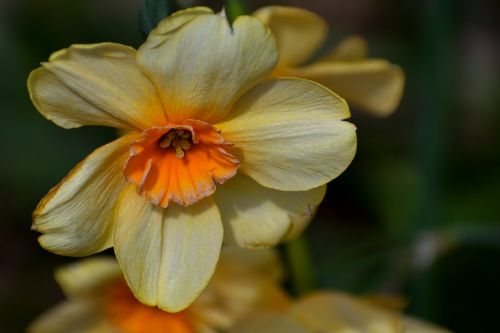 spring yellow daffodil