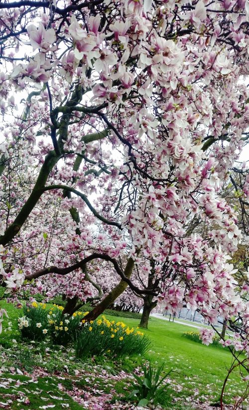 spring magnolia bloom