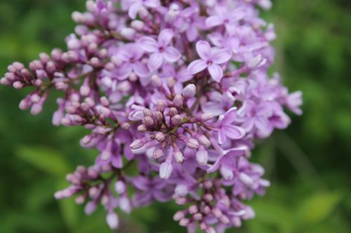 spring flowers flower