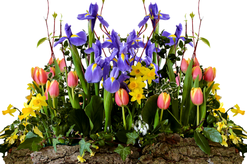spring tulips daffodils