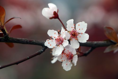 spring flower lee flowers