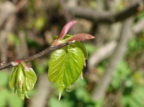 spring leaf bud