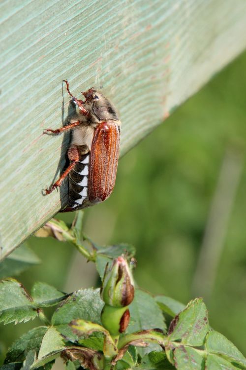 spring beetle flower