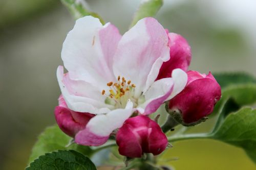 spring blossom pink