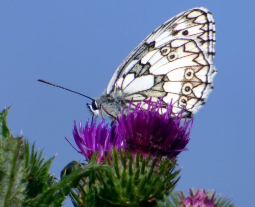 spring butterfly sky