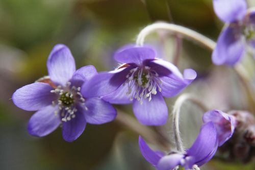 spring flower hepatica