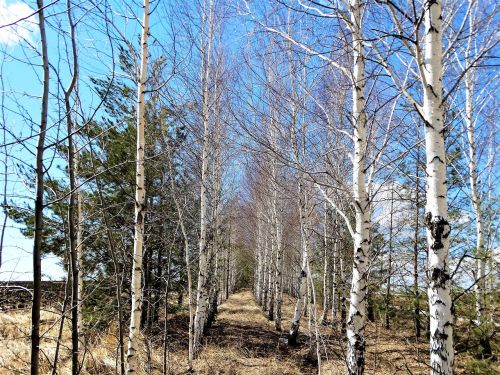 spring birch russia