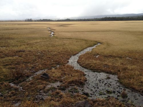 spring meadow water