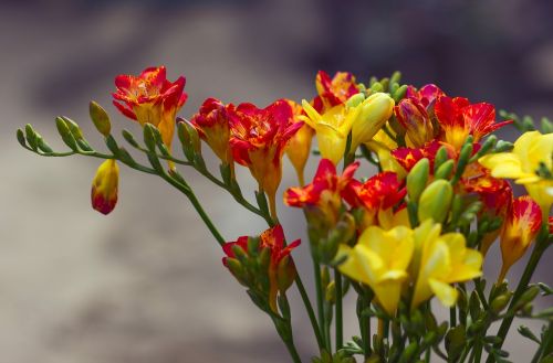 spring flowers nature