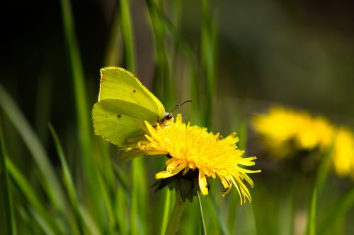 spring butterfly gonepteryx rhamni