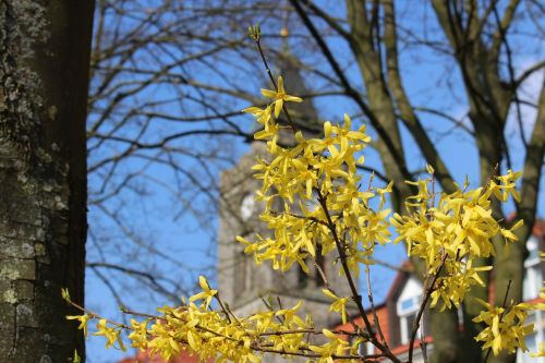 spring forsythia tree