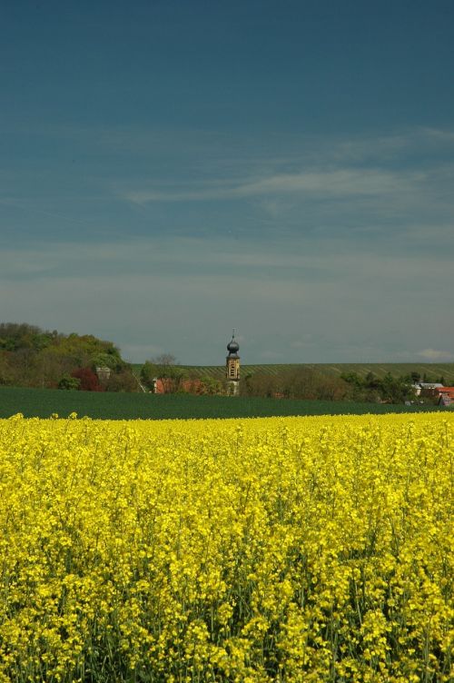 spring oilseed rape yellow