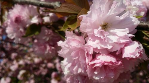 spring flowers cherry flowers