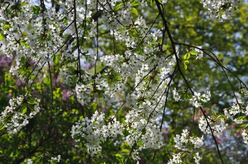 spring cranberry color