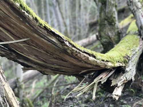 spring wood tree