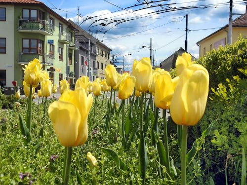 spring flowers nature