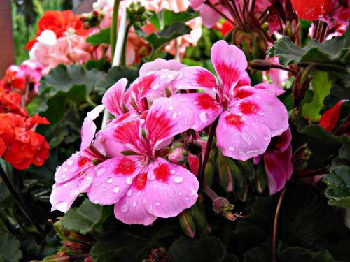 spring flowers leaves