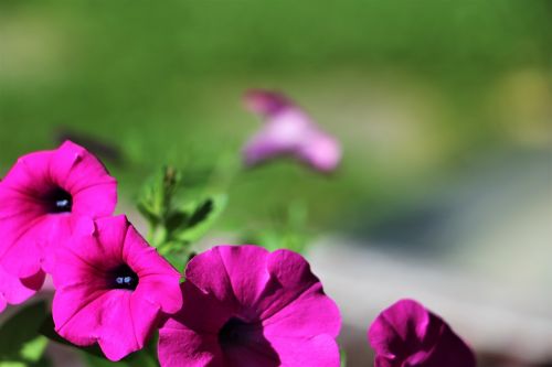 spring flowers garden