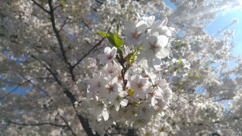 spring flowers nature