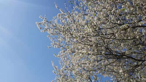 spring flowers tree